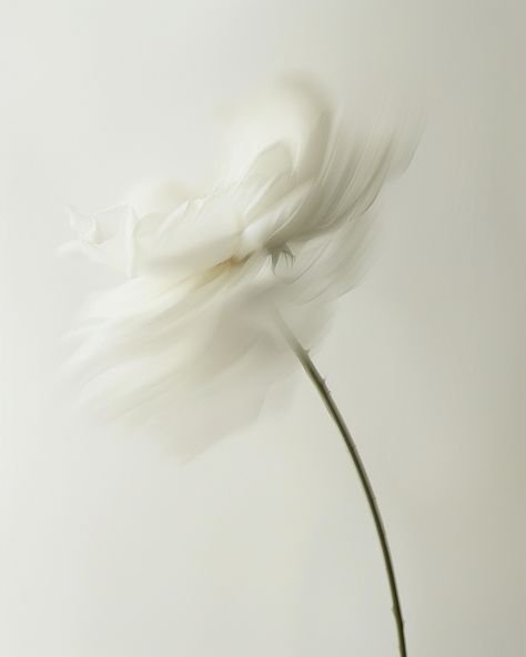 Blurry white flower with a long green stem