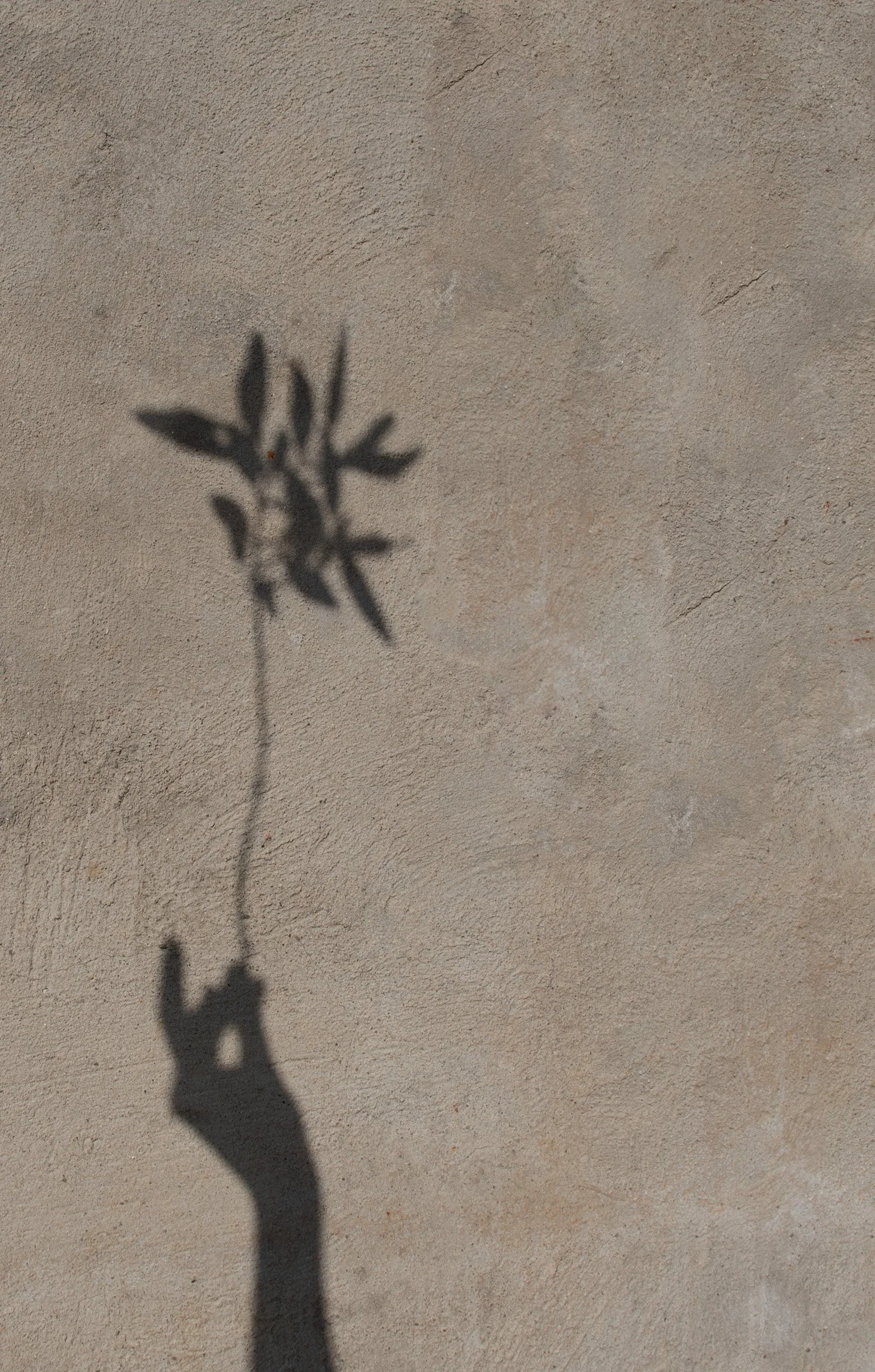 Botanical shadow across a warm textured wall